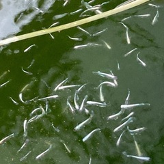 残りわずかエメキン⭐︎メダカ1匹80円 の画像