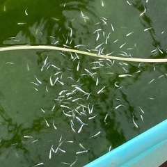 残りわずかエメキン⭐︎メダカ1匹80円 の画像