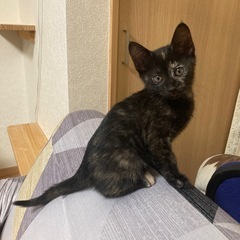 愛嬌たっぷりなサビ猫の女の子（3月2日生）