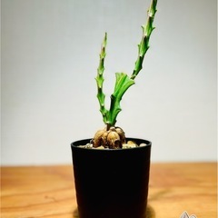 流通量も少なく希少でかっこいい塊根植物！ユーフォルビアクンチー