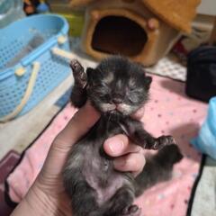 仔猫の里親さん募集