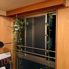 ポトス　観葉植物