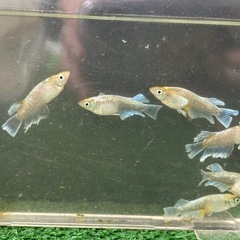 募集停止中です　極上！　エメキン　メダカ　有精卵20個＋aの画像