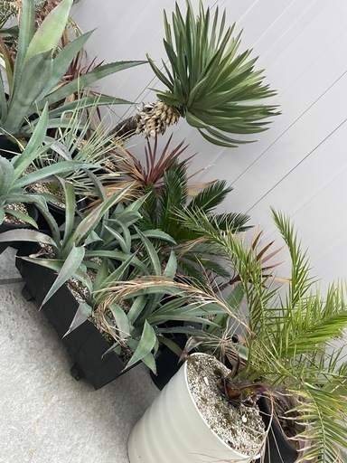 ユッカロストラータ　アガベ　アメリカーナ　カナリーヤシ　フェニックスロベレニー　ソテツ　ドライガーデン　ロックガーデン　カナリーヤシ ユッカロストラータ アガベ アメリカーナ カナリーヤシ フェニックス