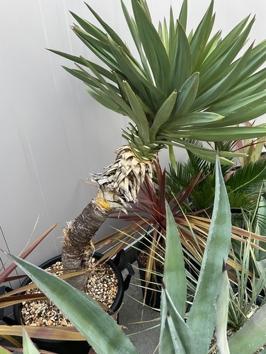 ユッカロストラータ アガベ アメリカーナ カナリーヤシ フェニックス