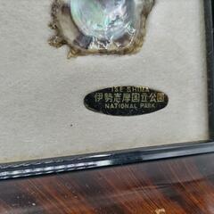 標本　養殖真珠貝額装壁飾りの画像