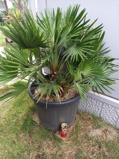 チャメロップス