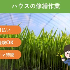 ＼日払い・1日OK！／お米農家の苗作り作業 ♪