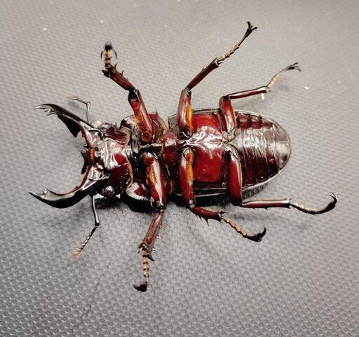 赤レギウス】【新成虫】レギウスオオツヤクワガタ②ペア