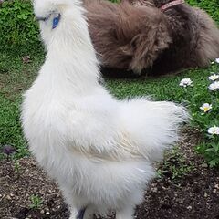 🐔烏骨鶏5ヶ月雄3羽里親さん募集中
