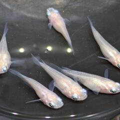 ピュアホワイト　ダルマ、半ダルマ　メダカ　6匹