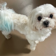 1歳のマルチーズ　かなりの甘えん坊です！軽い心雑あり　ナルト君 - 犬