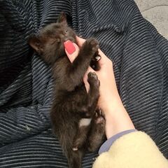 生後1ヶ月の黒猫です