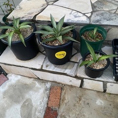 植物アガベ
クイックシルバー