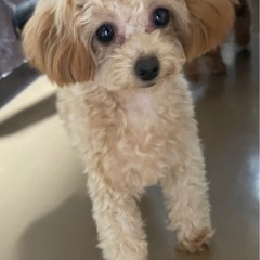ぬいぐるみのような可愛いトイプードル仔犬の兄妹　 - 犬