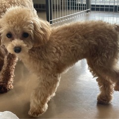ぬいぐるみのような可愛いトイプードル仔犬の兄妹　 − 長野県