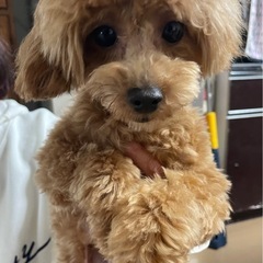 ぬいぐるみのような可愛いトイプードル仔犬の兄妹　 - 安曇野市