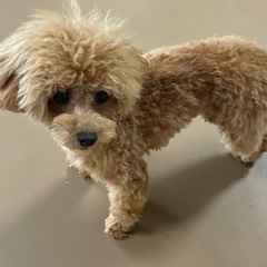 ぬいぐるみのような可愛いトイプードル仔犬の兄妹　 - 里親募集