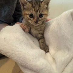 子猫　生後1ヶ月　キジ猫　サビ猫　ミックス？
