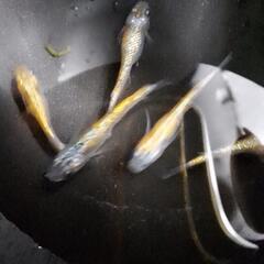 メダカ　綺凛　　1ペアの画像