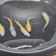 メダカ　綺凛　　1ペアの画像