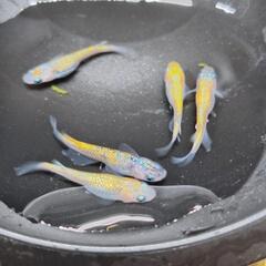 メダカ　綺凛　　1ペアの画像