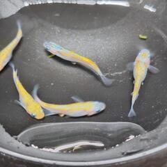 メダカ　綺凛　　1ペアの画像