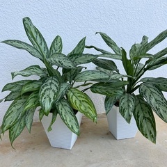 観葉植物　アグラオネマ