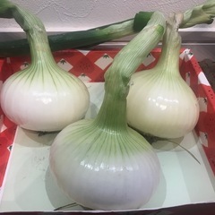 新玉ねぎ🌱中1個60円🧅茨木市産🧅無農薬🧅自家栽培🧅旬野菜