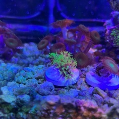 サンゴ