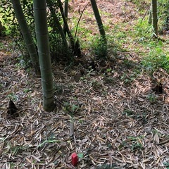竹の子掘り体験者募集　4月27日（日）