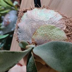 🌱omo ホワイトラバーの画像