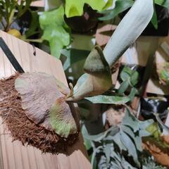 🌱omo ホワイトラバーの画像