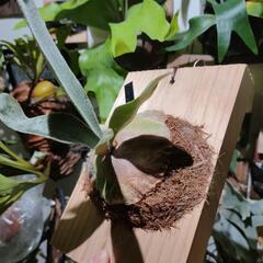 🌱omo ホワイトラバーの画像