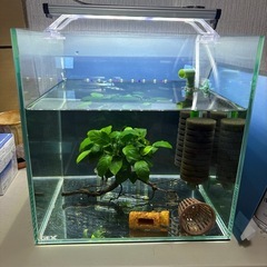 楽天市場】Yjhyuxi 水槽 セット 小型 アクアリウム【インボイス