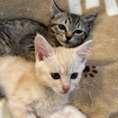 キジトラ♀クリーム♂２匹一緒のお家を探しています！募集停止 − 栃木県