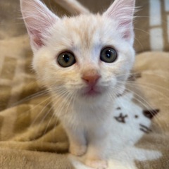 キジトラ♀クリーム♂２匹一緒のお家を探しています！募集停止 - 猫