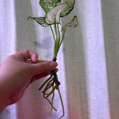 アグラオネマ ホワイトバレンタイン　観葉植物の画像