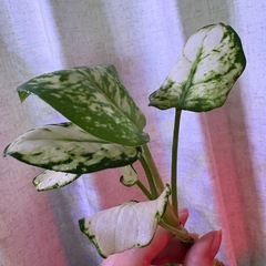 アグラオネマ ホワイトバレンタイン　観葉植物の画像