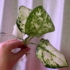 アグラオネマ ホワイトバレンタイン　観葉植物の画像