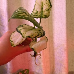 アグラオネマ ホワイトバレンタイン　観葉植物の画像