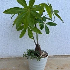 観葉植物　パキラ