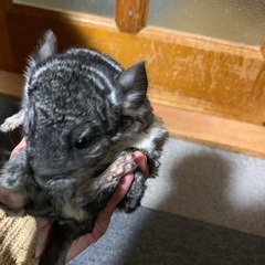 チンチラ　グレー等　3ヶ月一匹　2ヶ月三匹