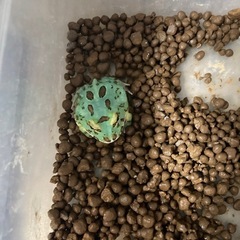 クランウェルツノガエル グリーン ミュータント血統