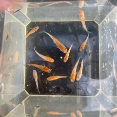 メダカ