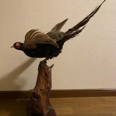 キジ　キジの剥製の画像