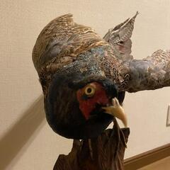 キジ　キジの剥製の画像