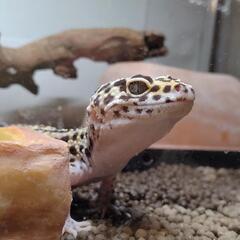 爬虫類好きな友達募集🦎 - 泉佐野市