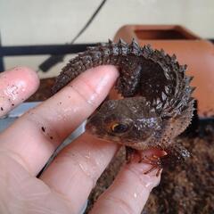 爬虫類好きな友達募集🦎 - メンバー募集