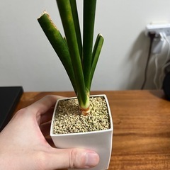 サンセベリア　マライカ　の画像